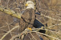 Bald Eagle, Haliaeetus leucocephalus