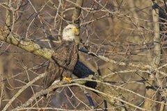 Bald Eagle, Haliaeetus leucocephalus