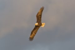 Bald Eagle, Haliaeetus leucocephalus