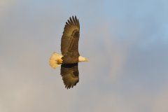 Bald Eagle, Haliaeetus leucocephalus