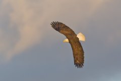 Bald Eagle, Haliaeetus leucocephalus