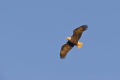 Bald Eagle, Haliaeetus leucocephalus