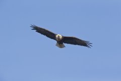 Bald Eagle, Haliaeetus leucocephalus