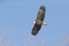 Bald Eagle, Haliaeetus leucocephalus