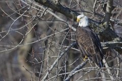 Bald Eagle, Haliaeetus leucocephalus