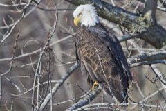 Bald Eagle, Haliaeetus leucocephalus