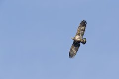 Bald Eagle, Haliaeetus leucocephalus