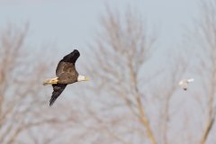 Bald Eagle, Haliaeetus leucocephalus