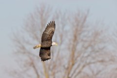 Bald Eagle, Haliaeetus leucocephalus