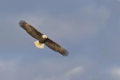 Bald Eagle, Haliaeetus leucocephalus