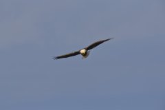 Bald Eagle, Haliaeetus leucocephalus