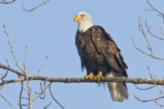 Bald Eagle, Haliaeetus leucocephalus