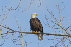 Bald Eagle, Haliaeetus leucocephalus