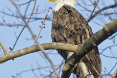 Bald Eagle, Haliaeetus leucocephalus