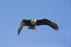 Bald Eagle, Haliaeetus leucocephalus