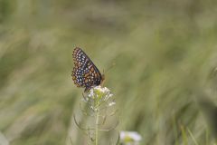 Baltimore Checkerspot, Euphydryas phaeton