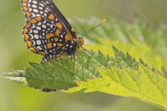 Baltimore Checkerspot, Euphydryas phaeton