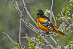 Baltimore Oriole, Icterus galbula