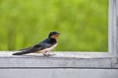 Barn Swallow, Hirundo rustica