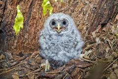 Barred Owl, Strix varia