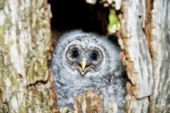 Barred Owl, Strix varia