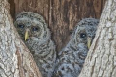 Barred Owl, Strix varia