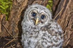 Barred Owl, Strix varia