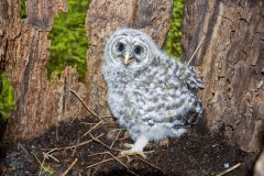 Barred Owl, Strix varia