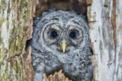 Barred Owl, Strix varia