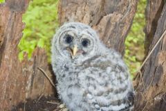 Barred Owl, Strix varia