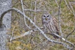 Barred Owl, Strix varia