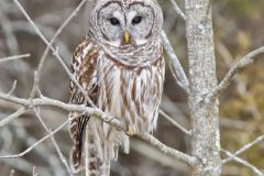 Barred Owl, Strix varia