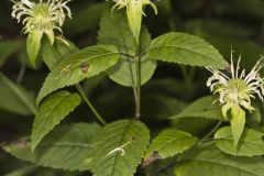 Basil Beebalm, Monarda clinopodia