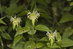 Basil Beebalm, Monarda clinopodia