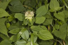 Basil Beebalm, Monarda clinopodia