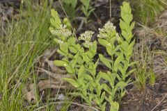 Bastard Toadflax, Comandra umbellata