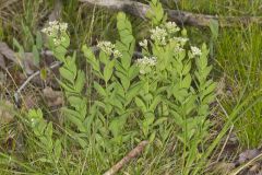 Bastard Toadflax, Comandra umbellata