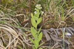 Bastard Toadflax, Comandra umbellata