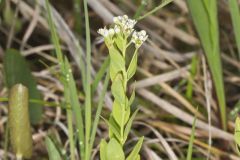 Bastard Toadflax, Comandra umbellata