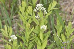 Bastard Toadflax, Comandra umbellata