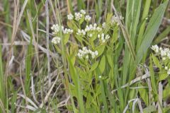 Bastard Toadflax, Comandra umbellata