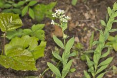 Bastard Toadflax, Comandra umbellata