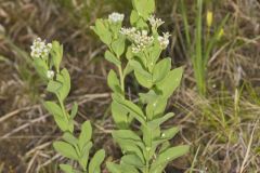 Bastard Toadflax, Comandra umbellata