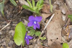 Baxter's Violet, Viola baxteri