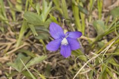 Baxter's Violet, Viola baxteri