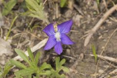 Baxter's Violet, Viola baxteri