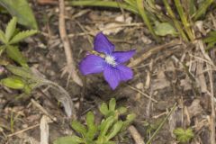 Baxter's Violet, Viola baxteri