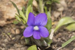 Baxter's Violet, Viola baxteri