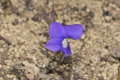 Baxter's Violet, Viola baxteri