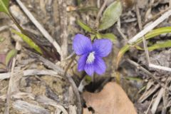 Baxter's Violet, Viola baxteri